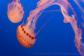 Jellyfishing is a photograph by T.M. Schultze taken at Monterey, California