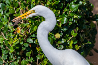 Poor Lizard is a photograph by T.M. Schultze taken 2011 at Santee, California