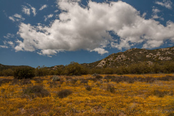 CNF41 is a photograph by T.M. Schultze taken 2012 at Cleveland National Forest, California