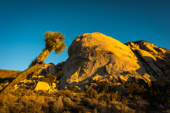 Joshua Tree Leaning, by T.M. Schultze