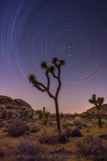 A Joshua Tree and Star Trails is a photograph by T.M. Schultze taken 2013 at Joshua Tree National Park, California