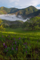 Lupine Canyon Below Figueroa Mountain is a photograph by T.M. Schultze taken at ,