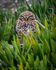 Burrowing Owl is a photograph by T.M. Schultze taken at , California