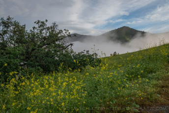 FM23 is a photograph by T.M. Schultze taken 2016 at Santa Ynez, California