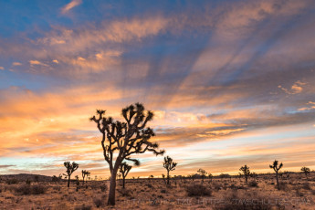 Christmas Morning 2017 is a photograph by T.M. Schultze taken 2017 at Joshua Tree National Park, California