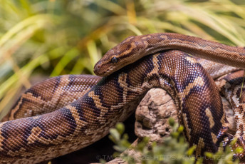 Big Ass Snake is a photograph by T.M. Schultze taken at San Diego, California