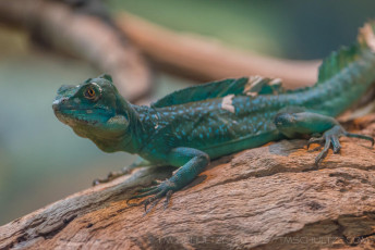 Some Kind of LIzard is a photograph by T.M. Schultze taken at San Diego, California