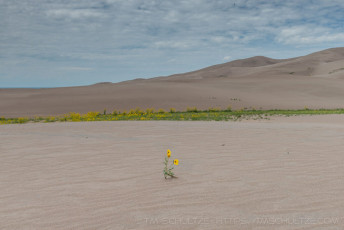 GSD38 is a photograph by T.M. Schultze taken 2017 at Great Sand Dunes National Park, Colorado