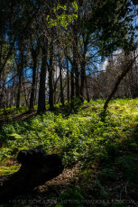 Forest Underneath is a photograph by T.M. Schultze taken at Palomar Mountain State Park, California