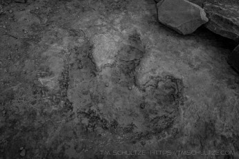 Buckhorn Dinosaur Print is a photograph by T.M. Schultze taken 2018 at San Rafael Swell, Utah