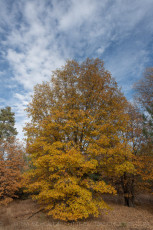 LM82 is a photograph by T.M. Schultze taken 2020 at Laguna Mountains, California