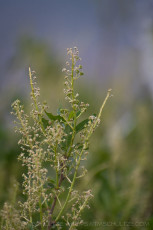 SDP1 is a photograph by T.M. Schultze taken at Laguna Mountains, California