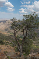 LM142 is a photograph by T.M. Schultze taken 2021 at Laguna Mountains, California
