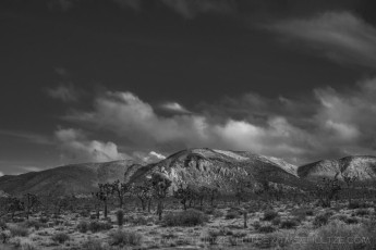 JT373 is a photograph by T.M. Schultze taken 2023 at Joshua Tree National Park, California