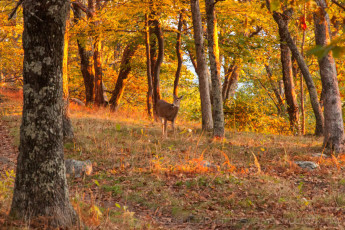 is a photograph by T.M. Schultze taken at Shenandoah National Park, Virginia