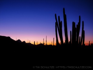 Organ Pipe Sunrise is a photograph by T.M. Schultze taken 2006 at Organ Pipe Cactus National Monument, Arizona