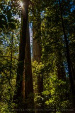 Tall Trees is a photograph by T.M. Schultze taken at Redwoods National and State Parks, California