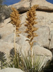 JT is a photograph by T.M. Schultze taken at Joshua Tree National Park, California