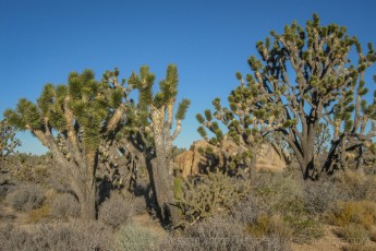 MNP10 is a photograph by T.M. Schultze taken 2006 at Mojave National Preserve, California