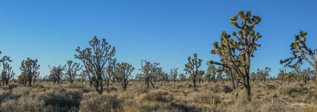 MNP11 is a photograph by T.M. Schultze taken 2006 at Mojave National Preserve, California
