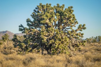 MNP8 is a photograph by T.M. Schultze taken 2006 at Mojave National Preserve, California