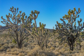 MNP9 is a photograph by T.M. Schultze taken 2006 at Mojave National Preserve, California