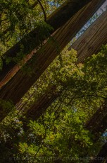 Tall Trees is a photograph by T.M. Schultze taken at Redwoods National and State Parks, California