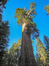 KCNP3 is a photograph by T.M. Schultze taken at Kings Canyon National Park, California