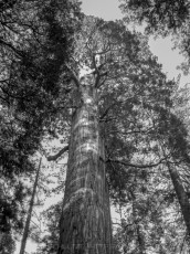 KCNP4 is a photograph by T.M. Schultze taken at Kings Canyon National Park, California