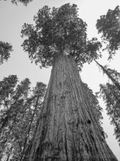 SNP8 is a photograph by T.M. Schultze taken at Sequoia National Park, California