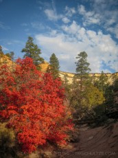 ZNP17 is a photograph by T.M. Schultze taken at Zion National Park, Utah