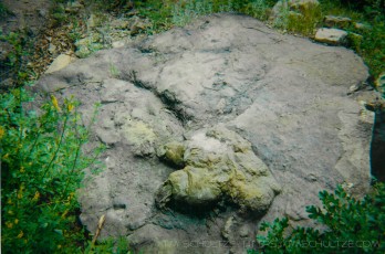 T-Rex Print is a photograph by T.M. Schultze taken at Cimarron, New Mexico