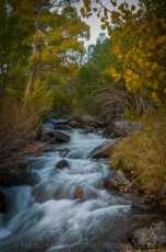 Creekside is a photograph by T.M. Schultze taken at Inyo National Forest, California