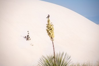 WSNP5 is a photograph by T.M. Schultze taken at White Sands National Monument, New Mexico