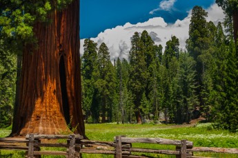 Sequoia Meadow is a photograph by T.M. Schultze taken at Sequoia National Park, California