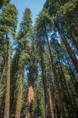 SNP14 is a photograph by T.M. Schultze taken at Sequoia National Park, California