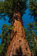 Immense is a photograph by T.M. Schultze taken at Kings Canyon National Park, California