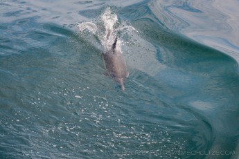 CINP8 is a photograph by T.M. Schultze taken at Channel Islands National Park, California