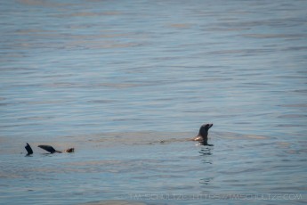 CINP4 is a photograph by T.M. Schultze taken 2009 at Channel Islands National Park, California