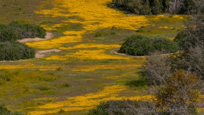 CP12 is a photograph by T.M. Schultze taken 2009 at Carrizo Plain National Monument, California