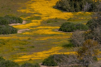 CP12 is a photograph by T.M. Schultze taken 2009 at Carrizo Plain National Monument, California