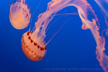 Jellyfishing is a photograph by T.M. Schultze taken at Monterey, California