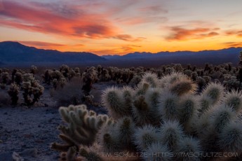 JT66 is a photograph by T.M. Schultze taken 2009 at Joshua Tree National Park, California