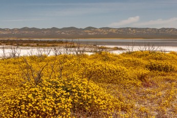 CP11 is a photograph by T.M. Schultze taken at Carrizo Plain National Monument, California