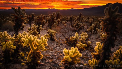 Cholla Sunrise is a photograph by T.M. Schultze taken at Joshua Tree National Park, California