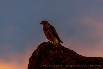 Hawk's Rest is a photograph by T.M. Schultze taken at Joshua Tree National Park, California