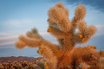 JTNP24 is a photograph by T.M. Schultze taken 2010 at Joshua Tree National Park, California
