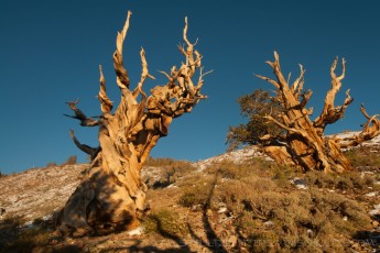 IN12 is a photograph by T.M. Schultze taken 2011 at Inyo National Forest, California