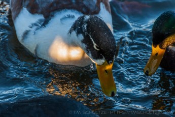 Let's Look is a photograph by T.M. Schultze taken 2011 at Santee, California