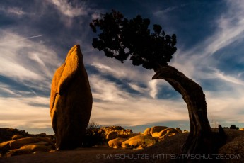 JT41 is a photograph by T.M. Schultze taken 2012 at Joshua Tree National Park, California